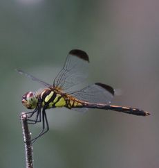 �m�V���g���{�i���ؓ��j