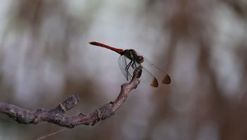 �R�m�V���g���{�i�����j