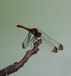 �R�m�V���g���{�i�����j