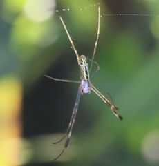 �W���E���E�O�������́i�s��J�j