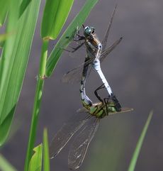 �V�I�J���g���{�E����i���ؓ��j