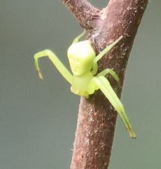 �n�i�O���i���ؓ��j