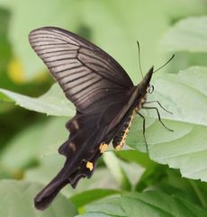 �W���R�E�A�Q�n���i�����j