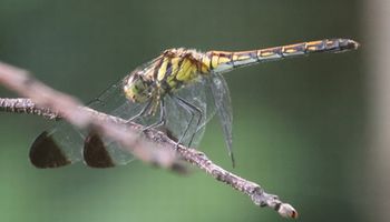 �m�V���g���{�i���ؓ��j