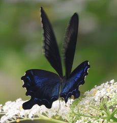 �J���X�A�Q�n�i���ؓ��j
