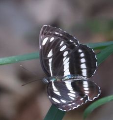 �R�~�X�W�i���ؓ��j