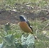 �W���E�r�^�L�A�s��J