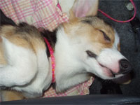 ���܂���