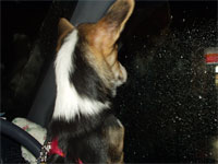 �����������ł���