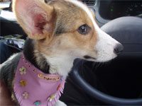 ���킢���ł���H