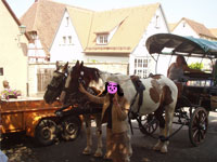 �悹�Ă�������n��