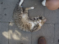 ���[�ŐQ�Ă����L