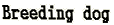 Breeding dog 