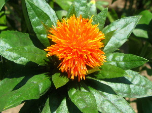 紅花 京都府立植物園