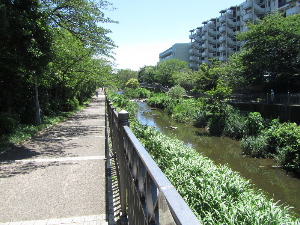 いたち川遊歩道