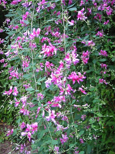 萩の花 鎌倉市二階堂にて