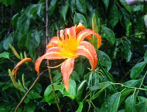野萱草