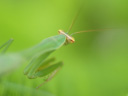 カマキリの背中