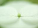 Steinheil Macro-S-Quinon 55mm F1.9