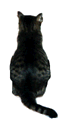 cat2.gif (3508 oCg)