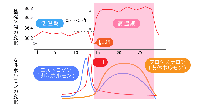 基礎体温と排卵、女性ホルモンの関係