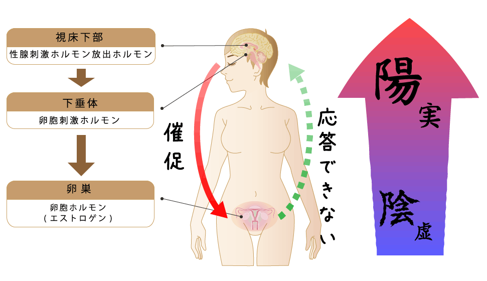 更年期障害と女性ホルモン