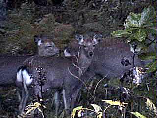 sika.jpg (23670 oCg)