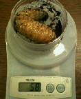 breeding_p001.jpg(38091 byte)