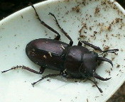 breeding_p003.jpg(16060 byte)