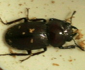 breeding_p004.jpg(12753 byte)