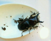 breeding_p006.jpg(10653 byte)
