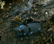 breeding_p009.jpg(16472 byte)