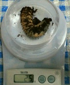 breeding_p011.jpg(13576 byte)