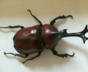 breeding_p012.jpg(10991 byte)