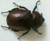 breeding_p013.jpg(10767 byte)