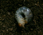 breeding_p014.jpg(13412 byte)