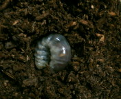 breeding_p015.jpg(15588 byte)