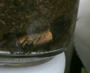 breeding_p016.jpg(11120 byte)