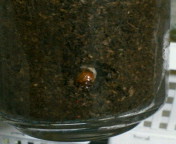 breeding_p017.jpg(11963 byte)