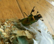breeding_p018.jpg(14721 byte)