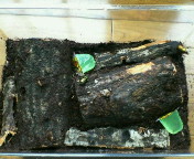 breeding_p020.jpg(17365 byte)