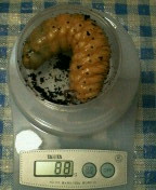 breeding_p022.jpg(13907 byte)