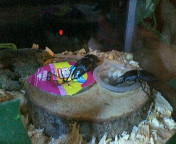 breeding_p023.jpg(15006 byte)