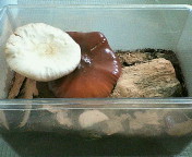 breeding08_p1.jpg(13593 byte)