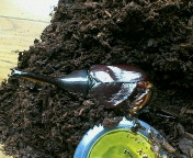 breeding08_p11.jpg(18234 byte)