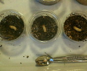 breeding08_p15.jpg(13350 byte)