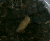 breeding08_p18.jpg(9225 byte)