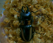 breeding08_p19.jpg(15296 byte)