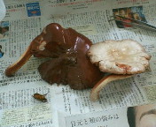 breeding08_p2.jpg(15859 byte)