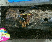 breeding08_p21.jpg(17362 byte)